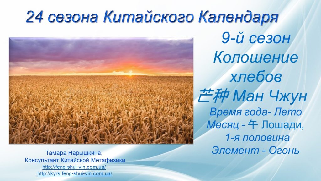 24 сезона Колошение хлебов 芒种 Сезон Ман Чжун
