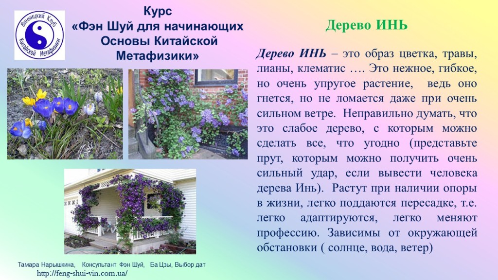 Дерево Инь 5 Элементов У -Син категории ИНЬ
